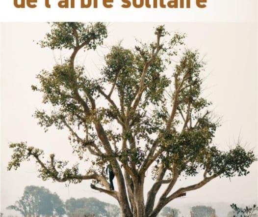 Le cœur de l’arbre solitaire - P. Jose Maria Olaizola sj