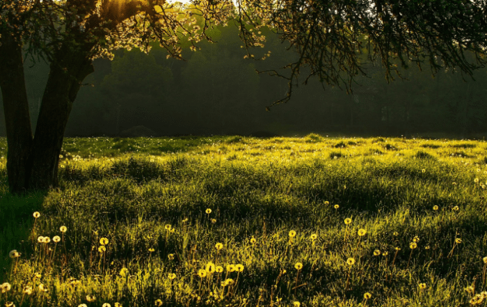 nature arbre