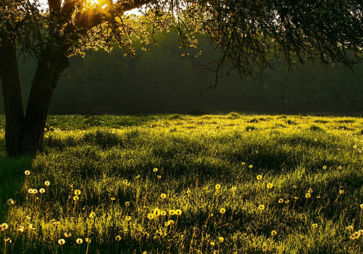 nature arbre